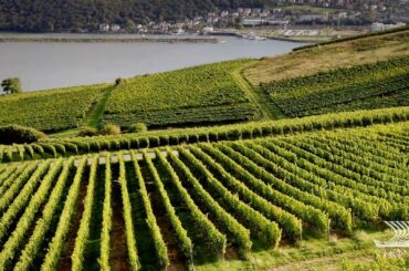 The Wine Regions of Bordeaux