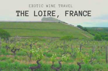 French Wine: Exotic Wine Travel In The Loire