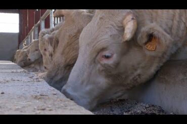 French wine country unveils its answer to kobe beef