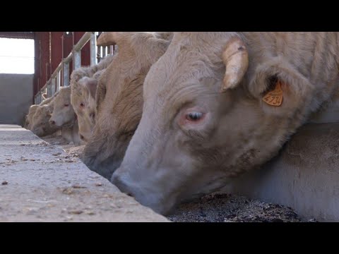 French wine country unveils its answer to kobe beef French wine country unveils its answer to kobe beef