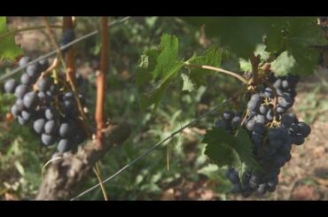 Climate change: A bitter taste for Bordeaux wine