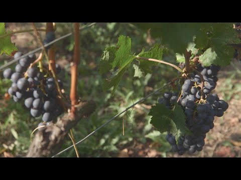 Climate change: A bitter taste for Bordeaux wine Climate change: A bitter taste for Bordeaux wine