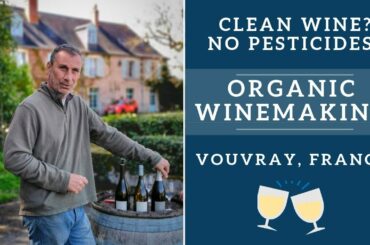 Organic wine behind the scenes in Vouvray, France