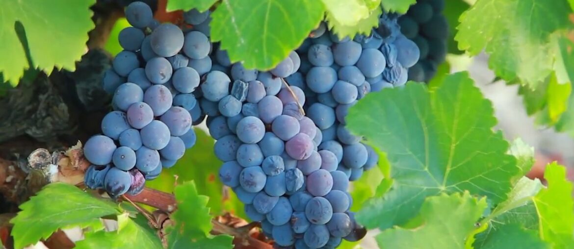 Indulge in French Wine with APT