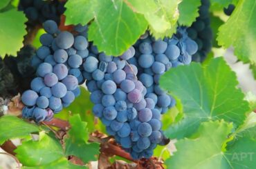 Indulge in French Wine with APT