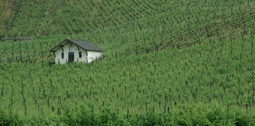 Discovering wine from France’s Jura vineyards Discovering wine from France’s Jura vineyards