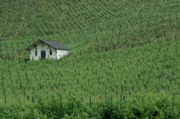 Discovering wine from France’s Jura vineyards