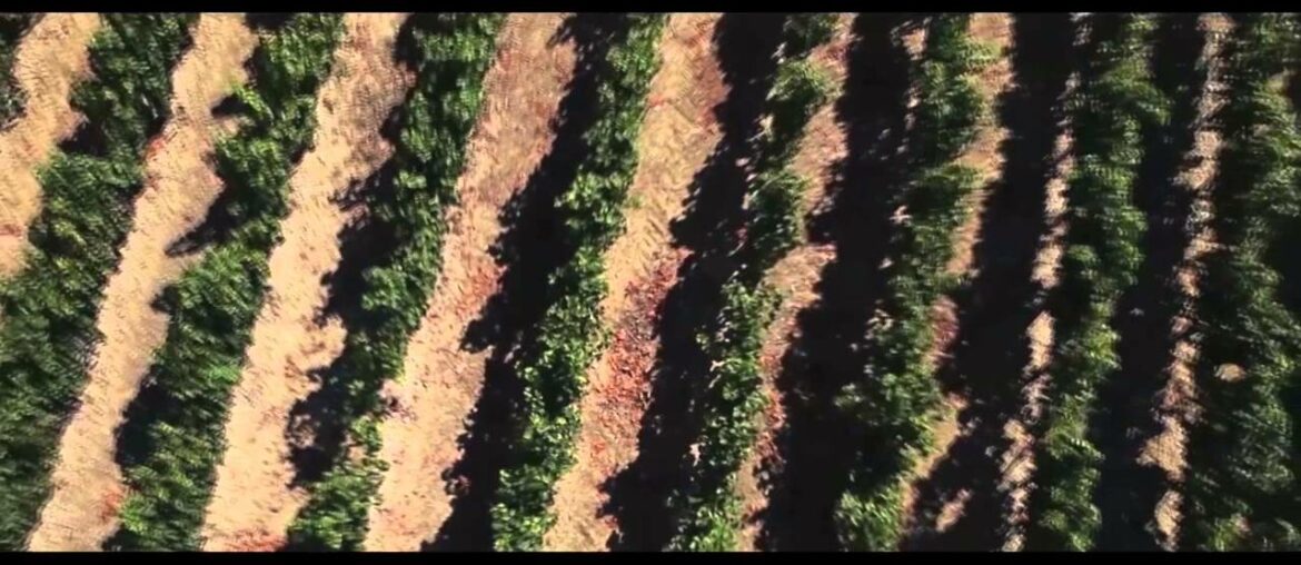 Who Produces the Best French Wine in the World? Who Produces the Best French Wine in the World?