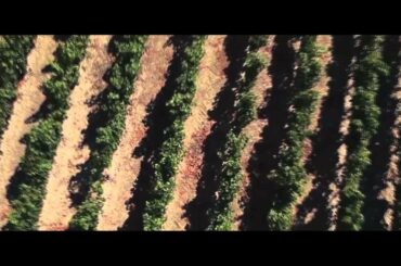 Who Produces the Best French Wine in the World?