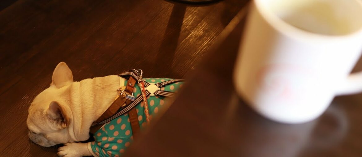 French bulldog and Cafe and Dining Paco