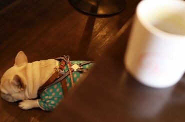 French bulldog and Cafe and Dining Paco