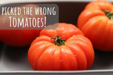 Provence style stuffed tomatoes (gone wrong!)