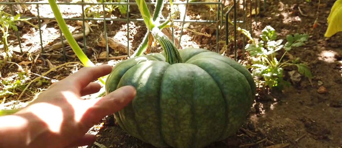 City Garden Tour  at my Inlaws ( will explain what happened)