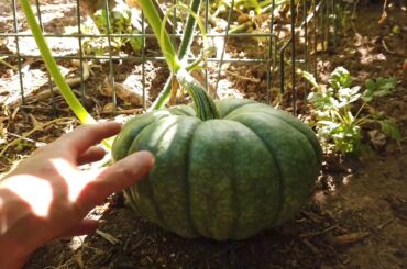 City Garden Tour  at my Inlaws ( will explain what happened)