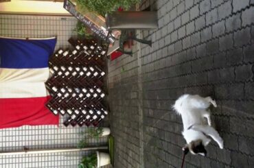 French Dining in Tarui             Nov 2015