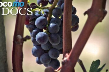 Global warming and wine | Viticulture and Climate Change (HD 1080p)