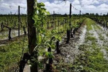 Grand Solar Minimum French Wine Production Down 12%