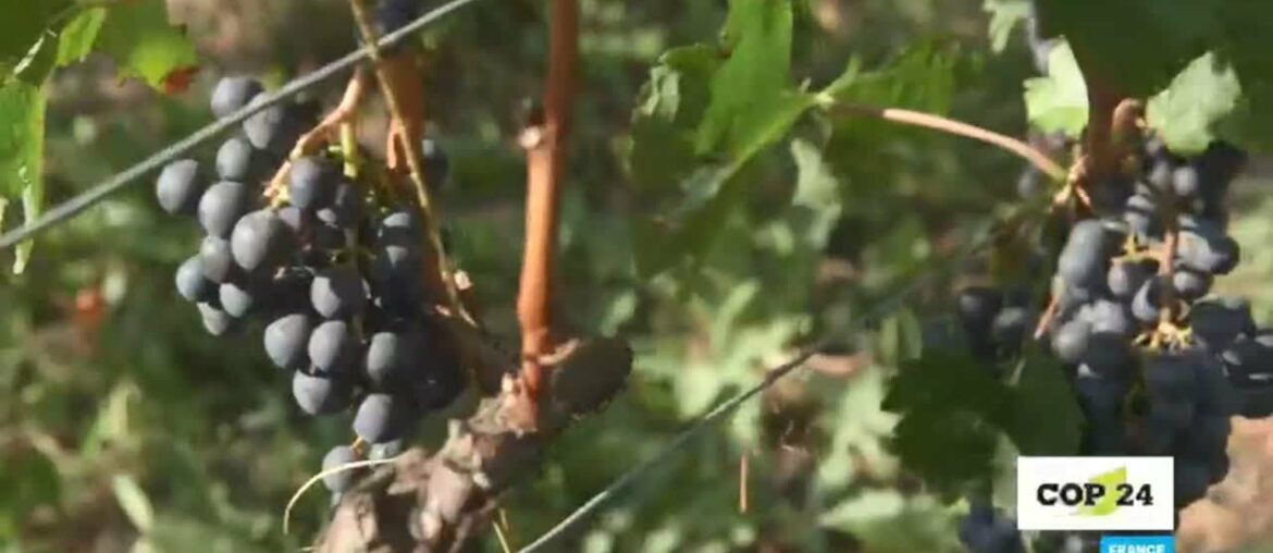 #COP24: Bordeaux wine at risk? #COP24: Bordeaux wine at risk?