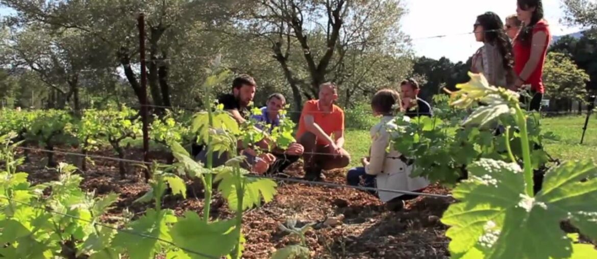 A wine tour in the south of France with Montpellier Wine tours