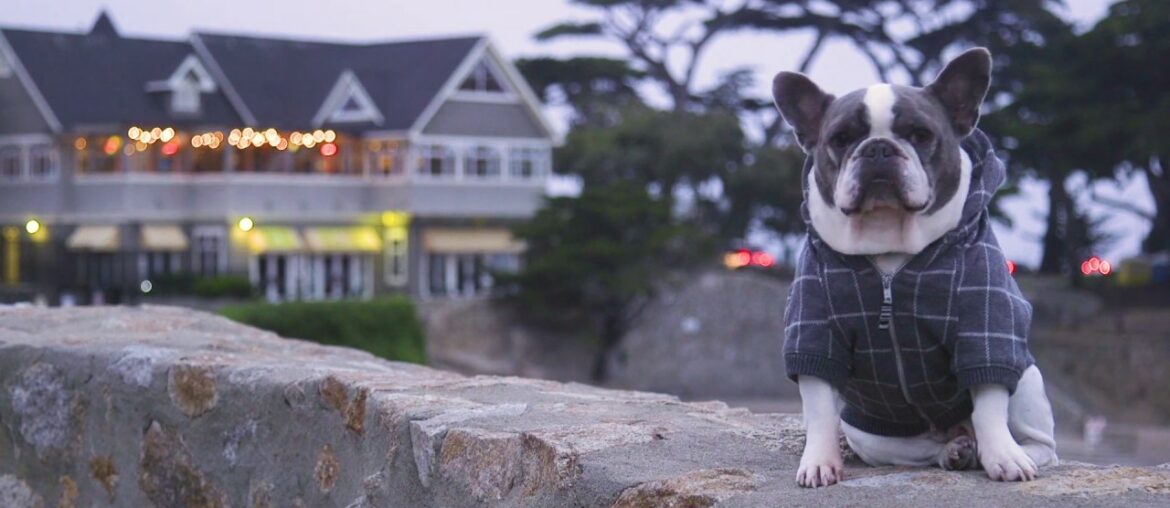 Dining in Pacific Grove with Roman the French Bulldog