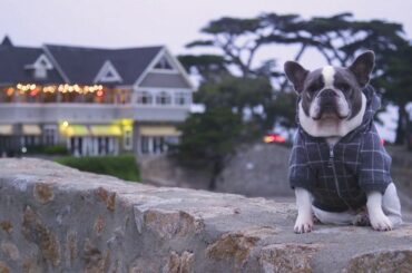 Dining in Pacific Grove with Roman the French Bulldog