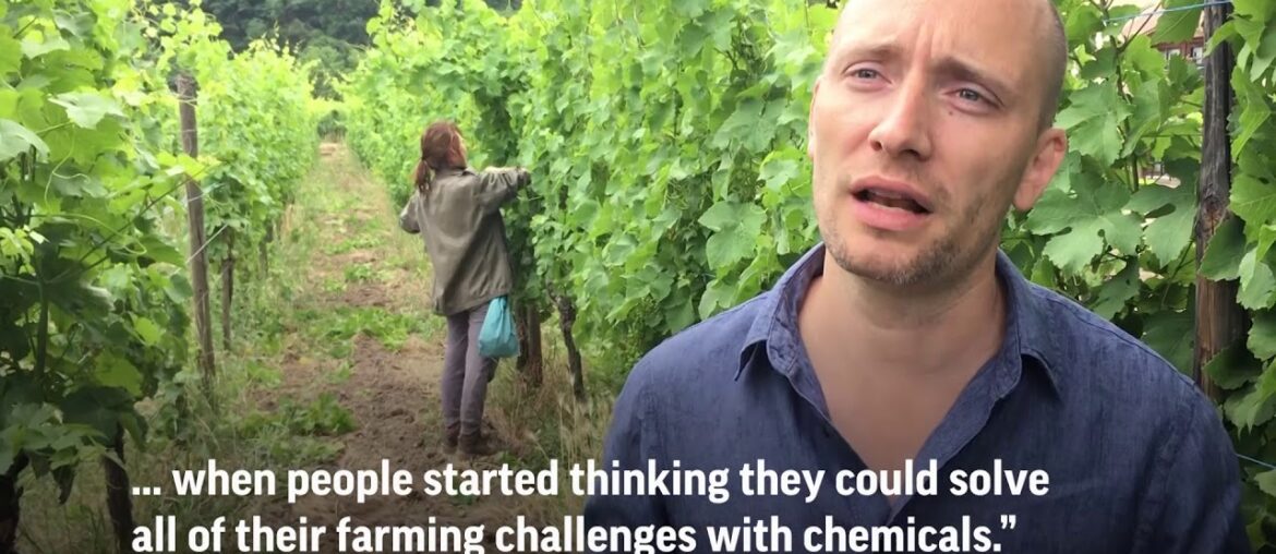 VIDEO: Using the moon's cycles in wine-making in France