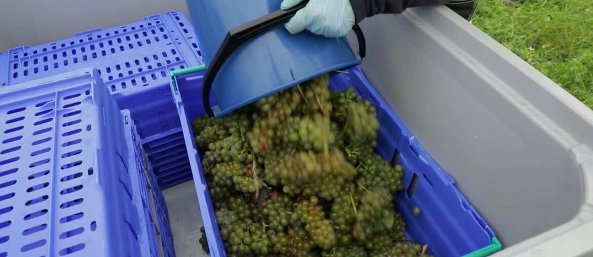 Swedish vinyard aims to produce world class wine