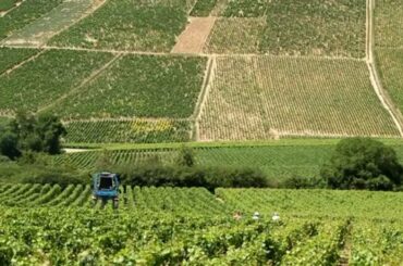 Chablis France • Private Wine Tasting and Tour  of Chablis