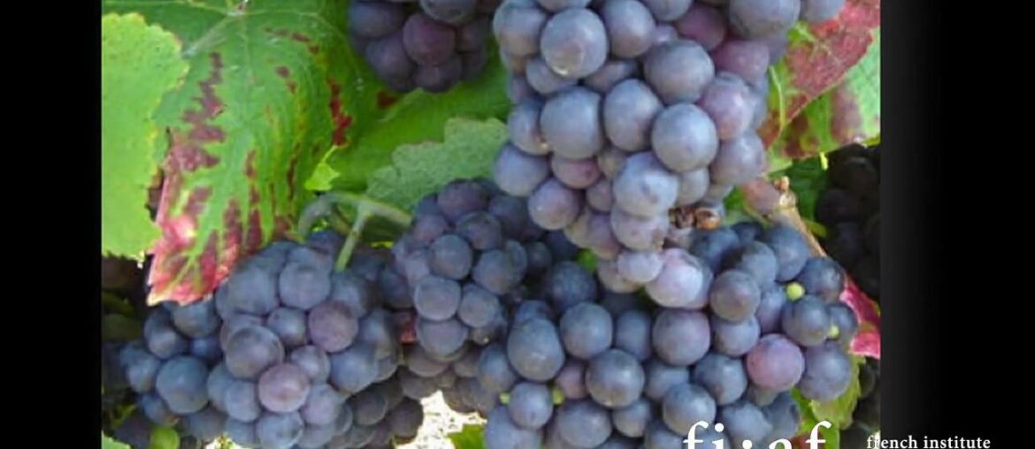 FIAF's 2010 Wine Tour de France: Champagne