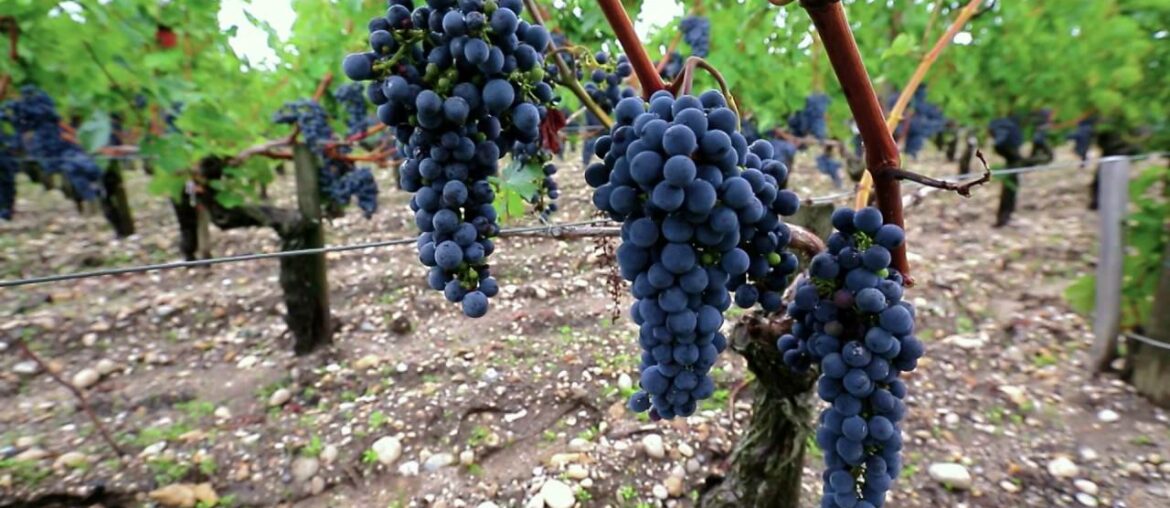 French rivers with Scenic | Get to know the Medoc wine region