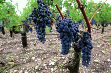 French rivers with Scenic | Get to know the Medoc wine region