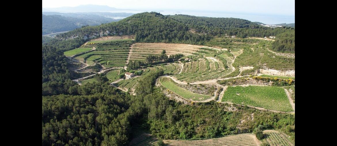Discovering Provence wines from Bandol region at Chateau de Pibarnon estate. Obiwine