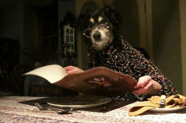 Dinner for Two - (dogs dining)