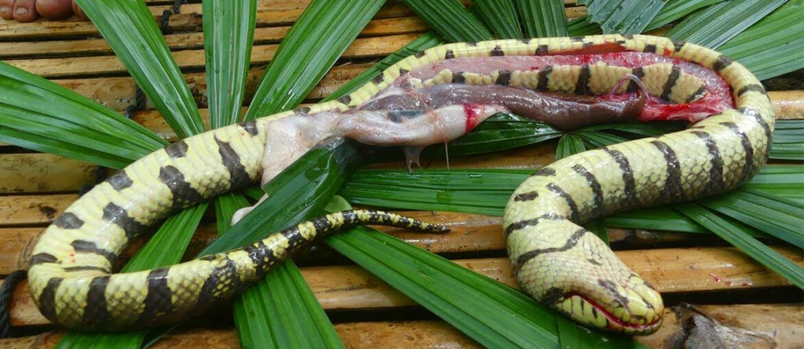 Cooking Snake With Secret Recipe In The Forest Eating Delicious