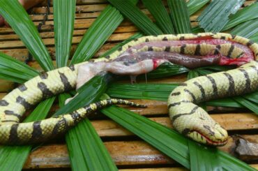 Cooking Snake With Secret Recipe In The Forest Eating Delicious