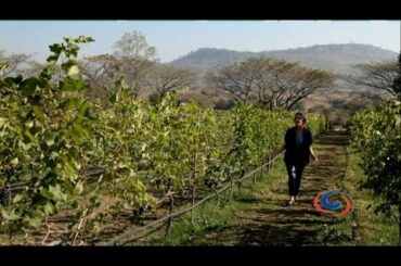 The Village Farm Winery - The essence of French Life in Khao Yai