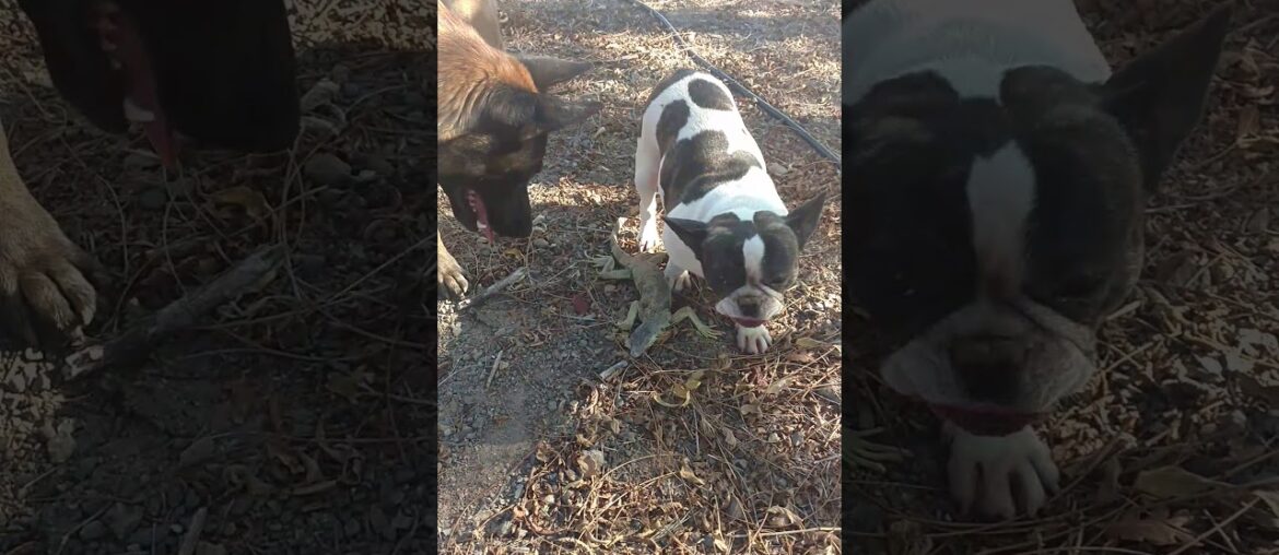 My French Bulldog and Belgian Malinois fight an IGUANA on our ranch...in Nor Cal! WTF!