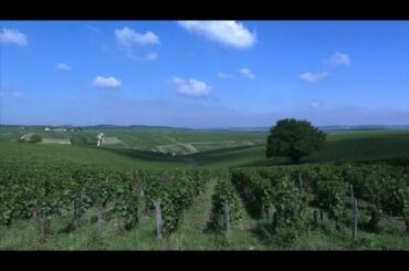 Slim pickings in Chablis as French wine harvest begins