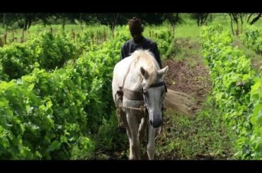 Senegal produces first wine in shade of iconic baobab