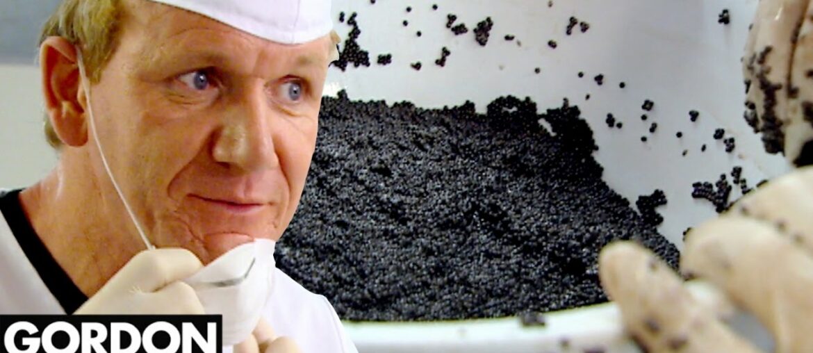 Gordon Ramsay Is Stunned by Farmed Caviar; Makes Lobster & Caviar Salad