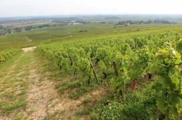 Discover The Red Wines of Burgundy
