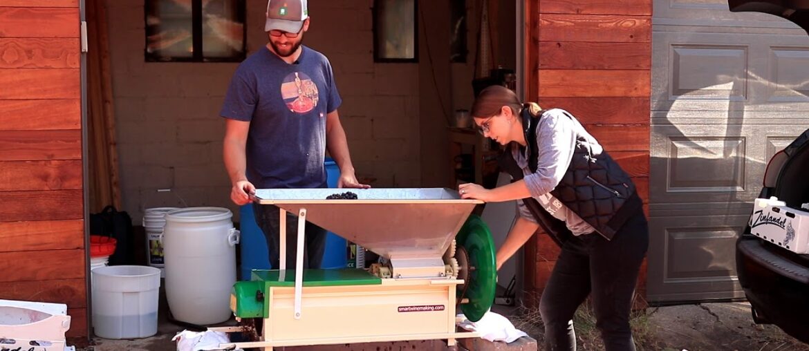 Making Red Wine from Grapes