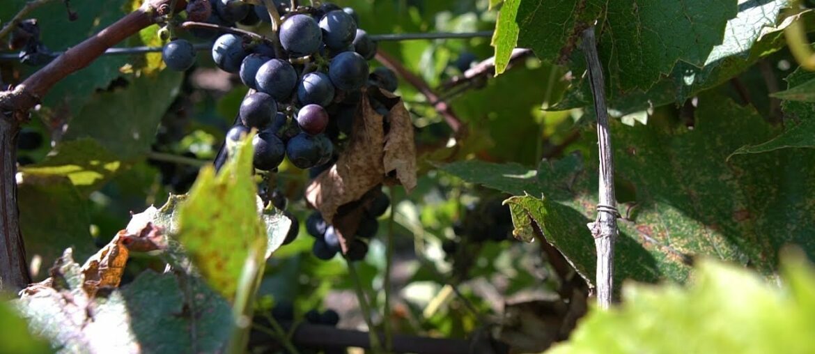 Wyoming Wine – Table Mountain Winery Wyoming Wine - Table Mountain Winery