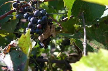 Wyoming Wine - Table Mountain Winery