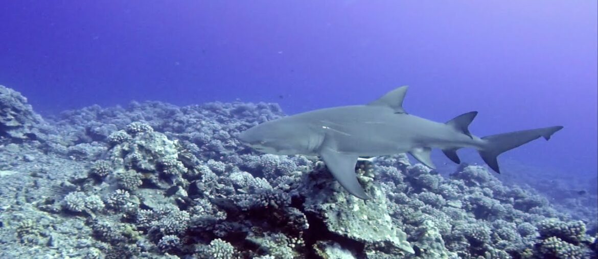 Diving in Moorea, French Polynesia at the Canyon - October 21, 2019