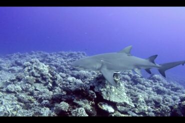 Diving in Moorea, French Polynesia at the Canyon - October 21, 2019