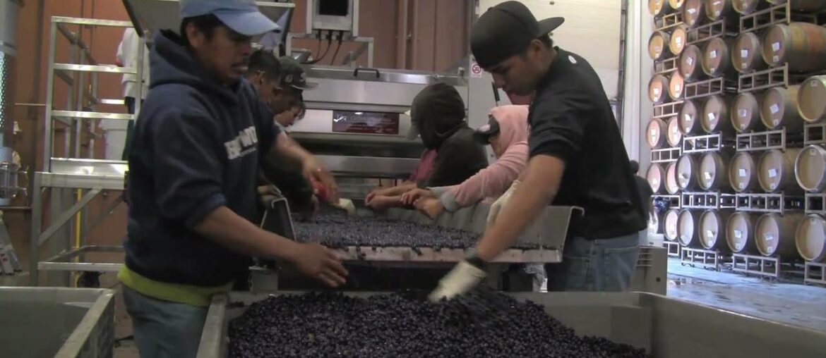 Red Wine Making - Crush to Barrel + Bottling