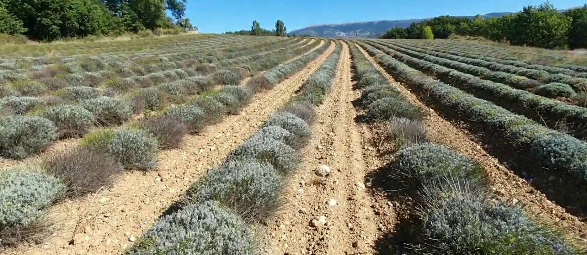 Dani on the wine Trail of Provence, France (2) Dani on the wine Trail of Provence, France (2)