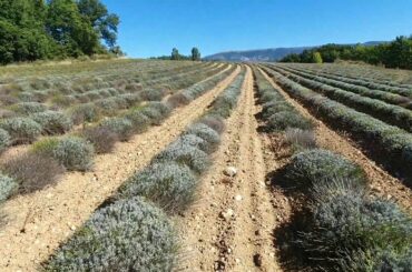 Dani on the wine Trail of Provence, France (2)