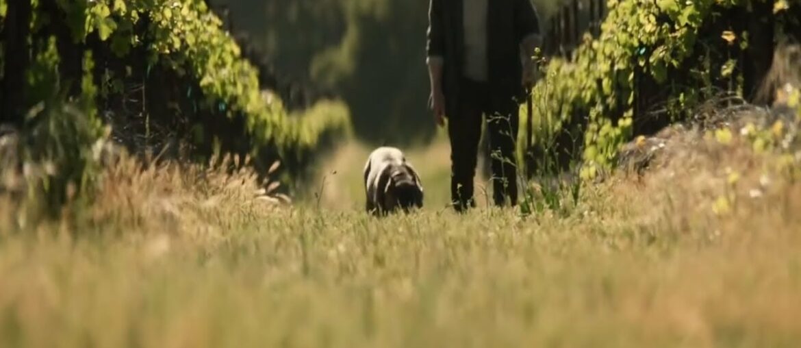 Discussing Chateau Picard Wine